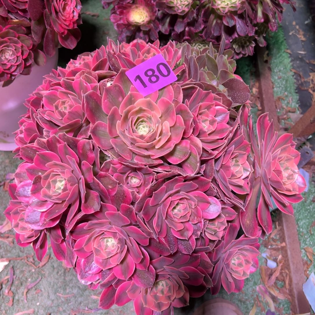 180红粉佳人法师多肉