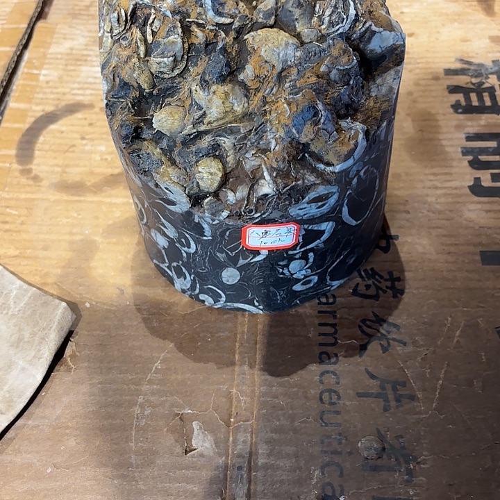 扇子天然其实化石圆柱体