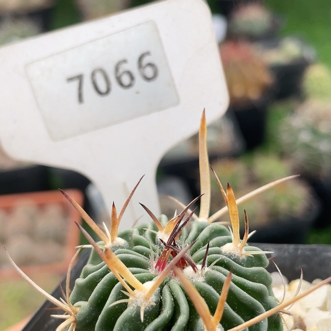 7066 满 39 包邮非偏远地区
