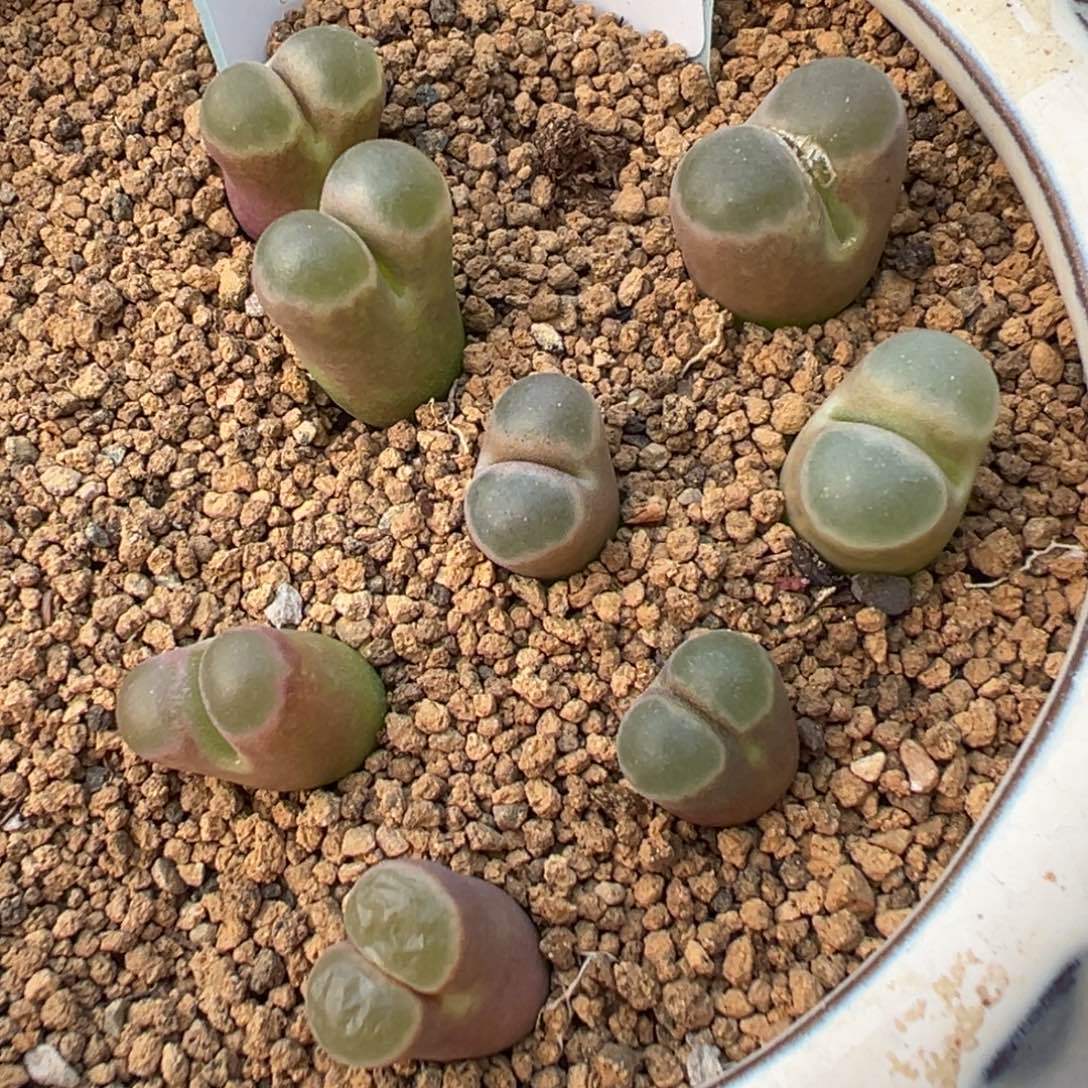 叶***宝29-280肉锥多肉植物