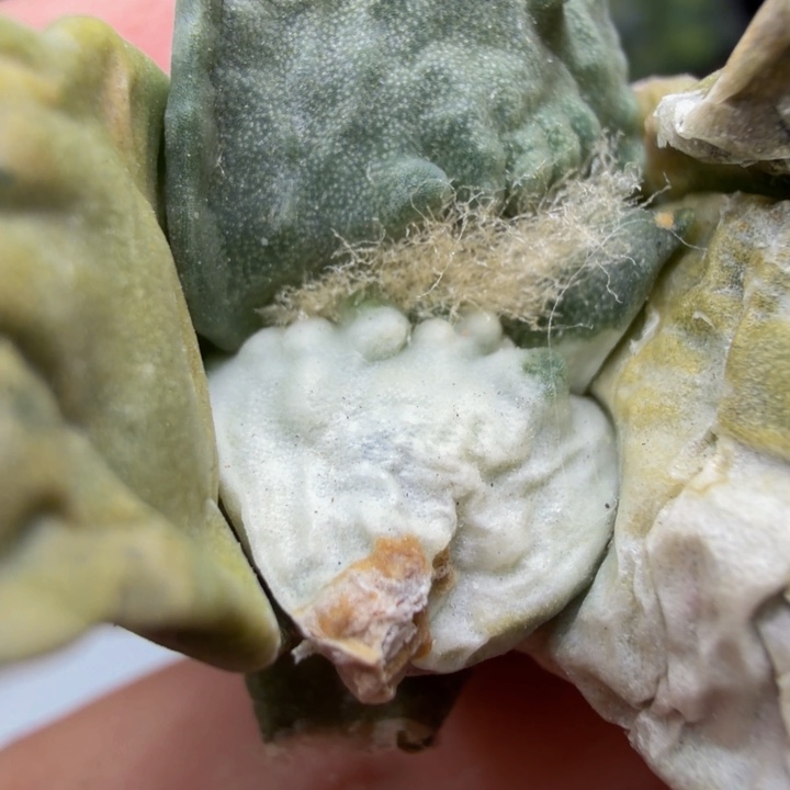 纯白外星怒家的无敌苗