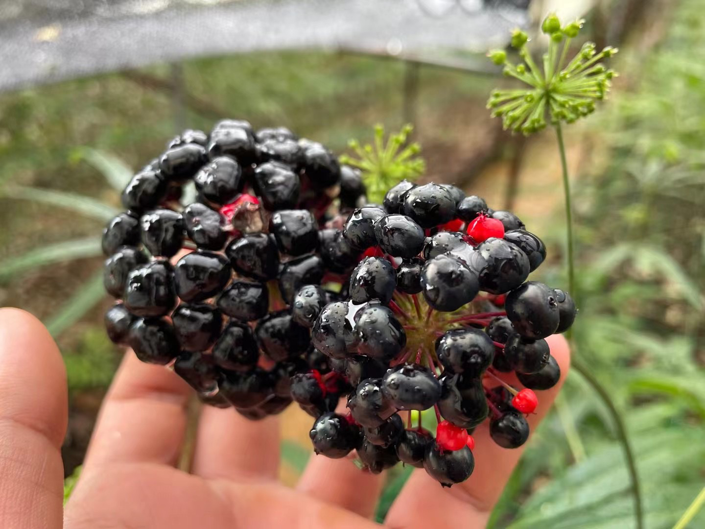 竹节参又名火麻三七籽种野生野生竹节参中药材