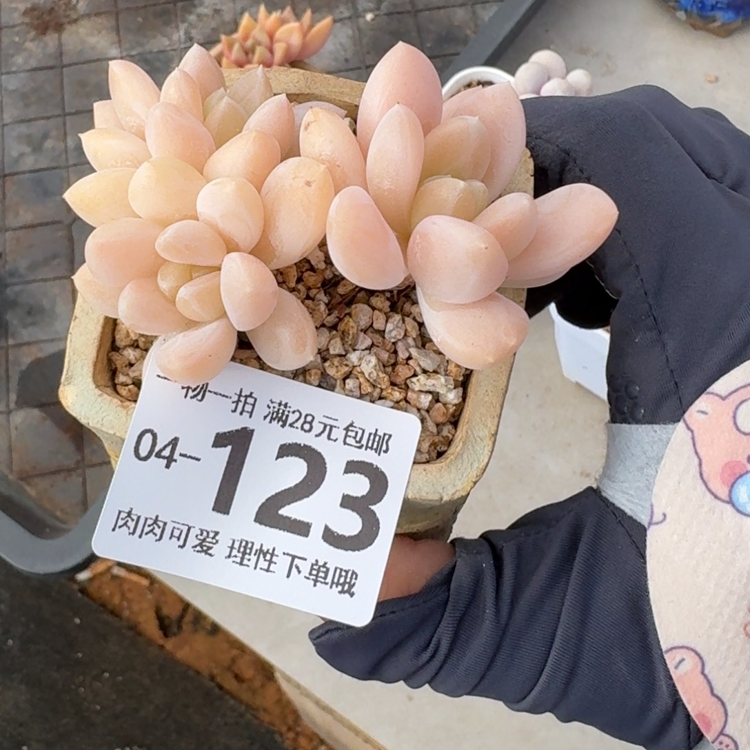 阮玲玉无盆土发货无