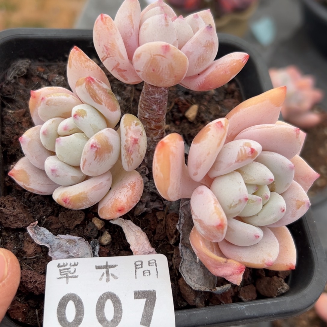 007、多想吃吃吃吃吃吃