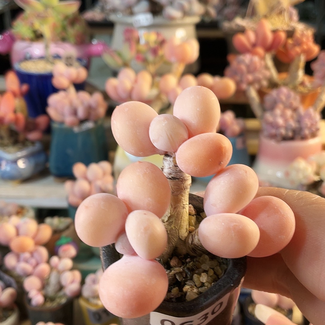 小***虫多肉植物的生长发育和生长发育等