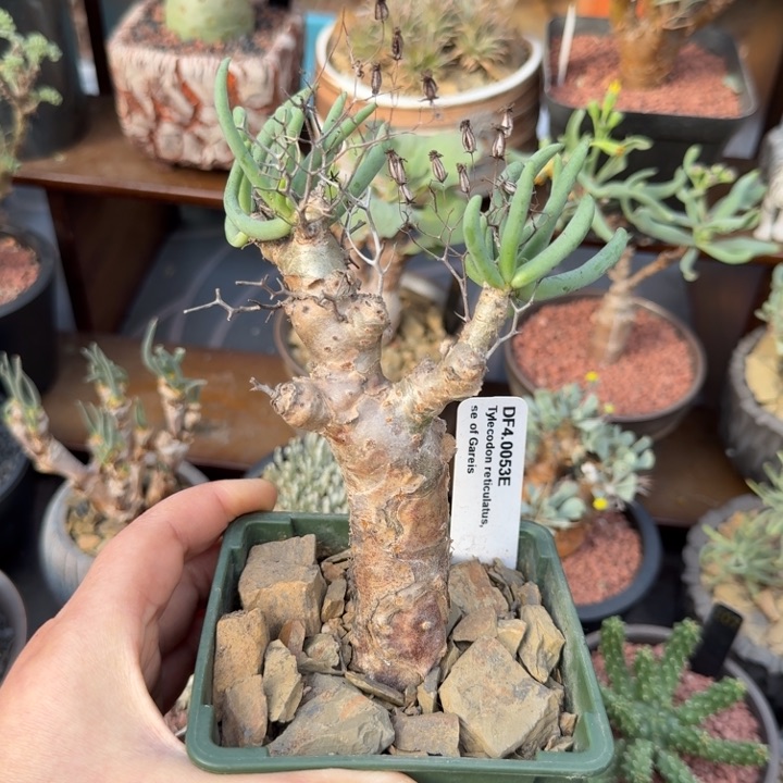 万物想（满28包邮）