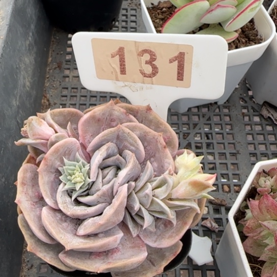 131漫威一物一拍多肉