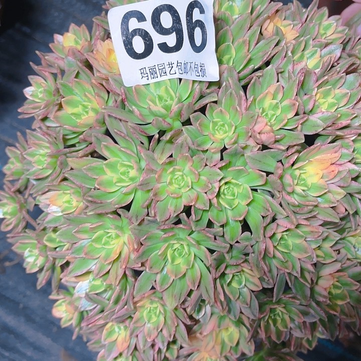 【闪购商品】俊*696甜茶2-9