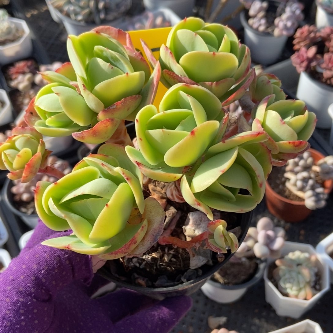 879碧桃多肉植物保护