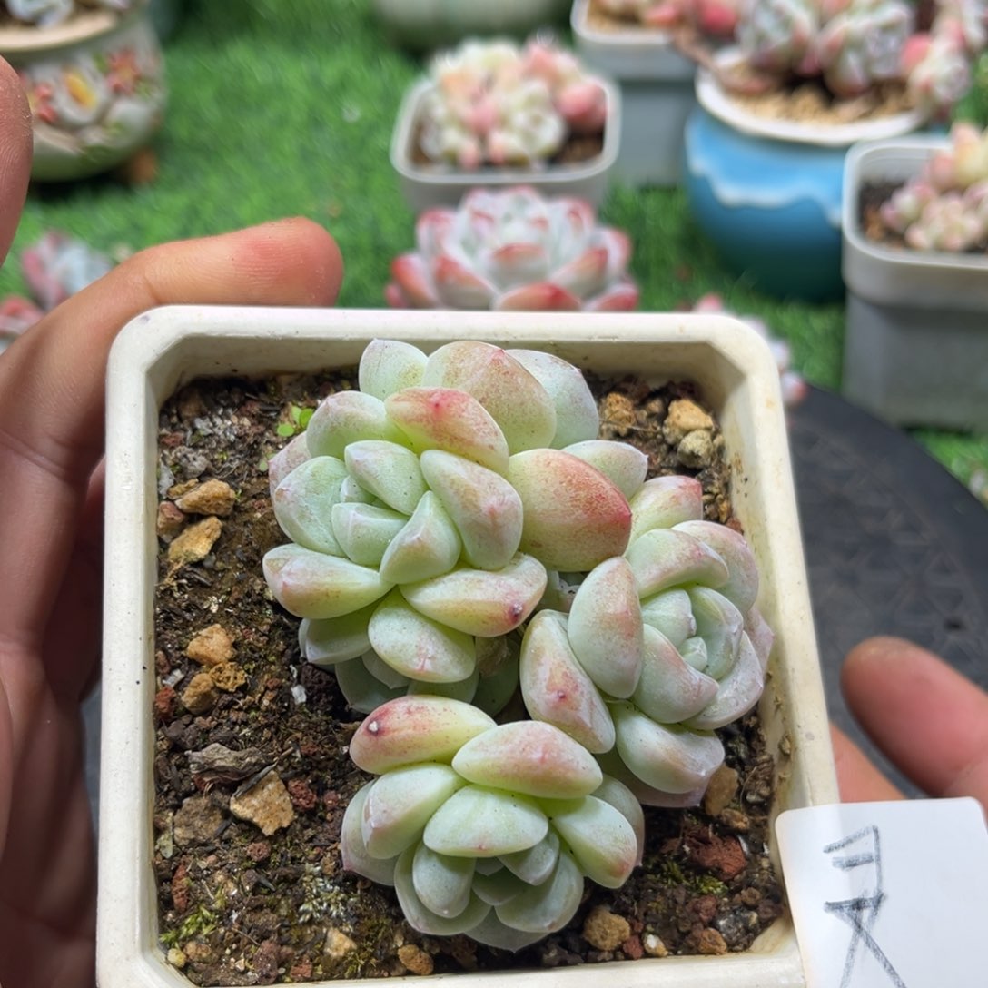 灵专拍冰玉小老庄群生