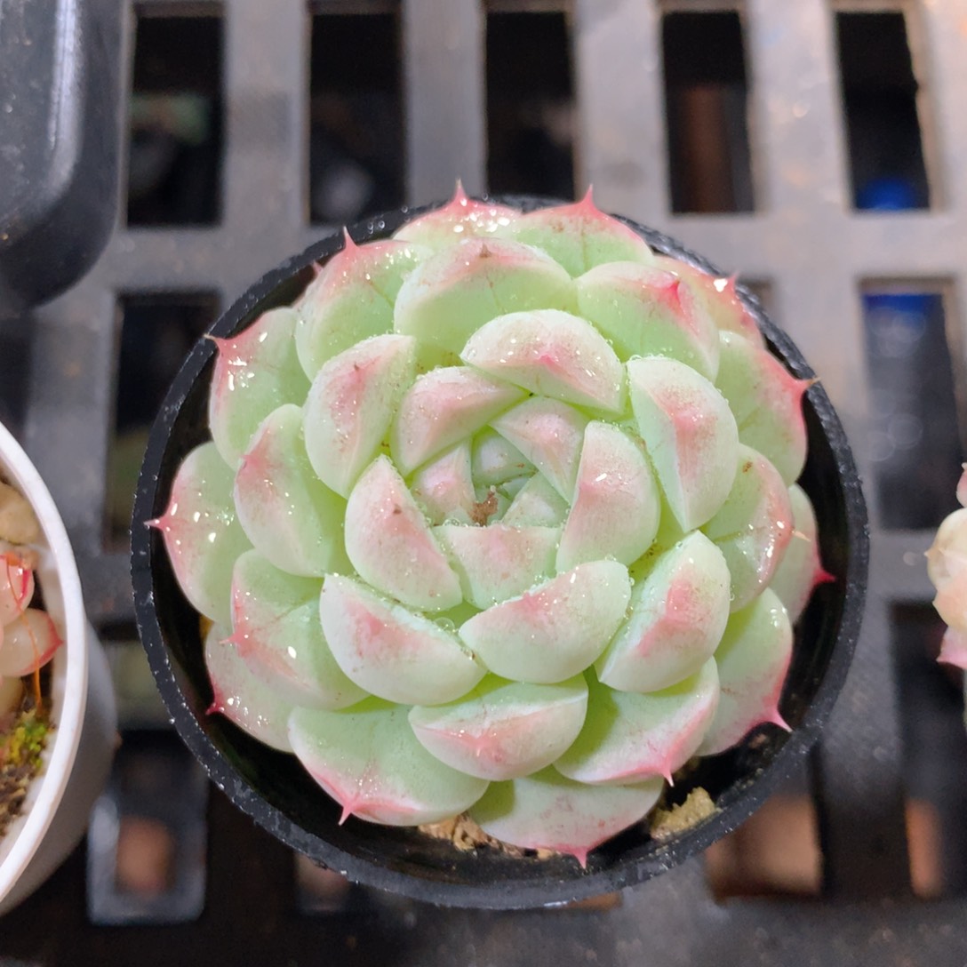 5CM拇指盆精控多肉ZI752