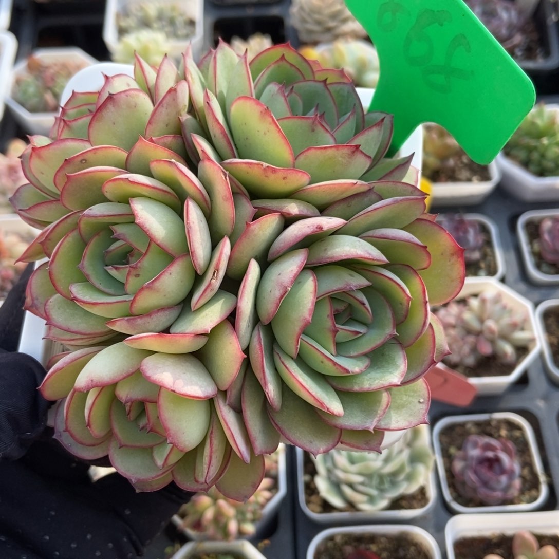 868牡丹亭多肉植物保护