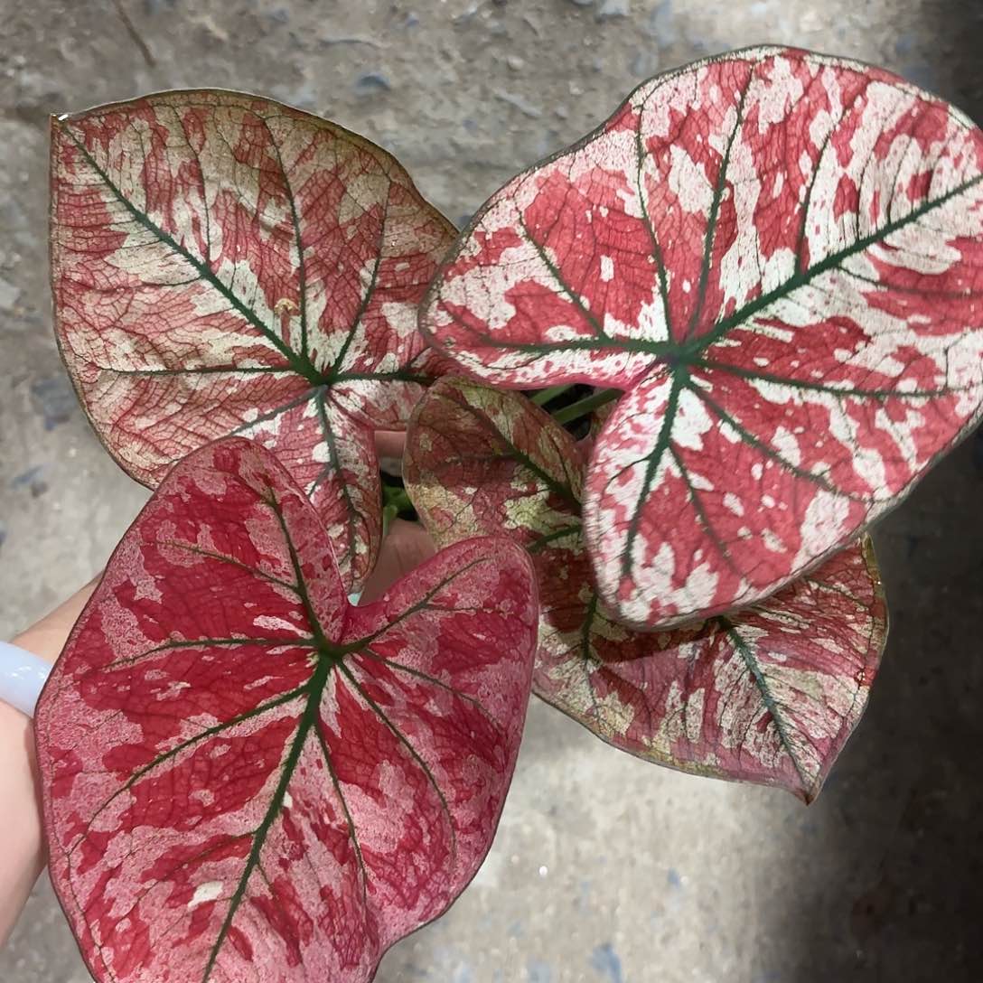 287-0125心跳彩叶芋泰国发货