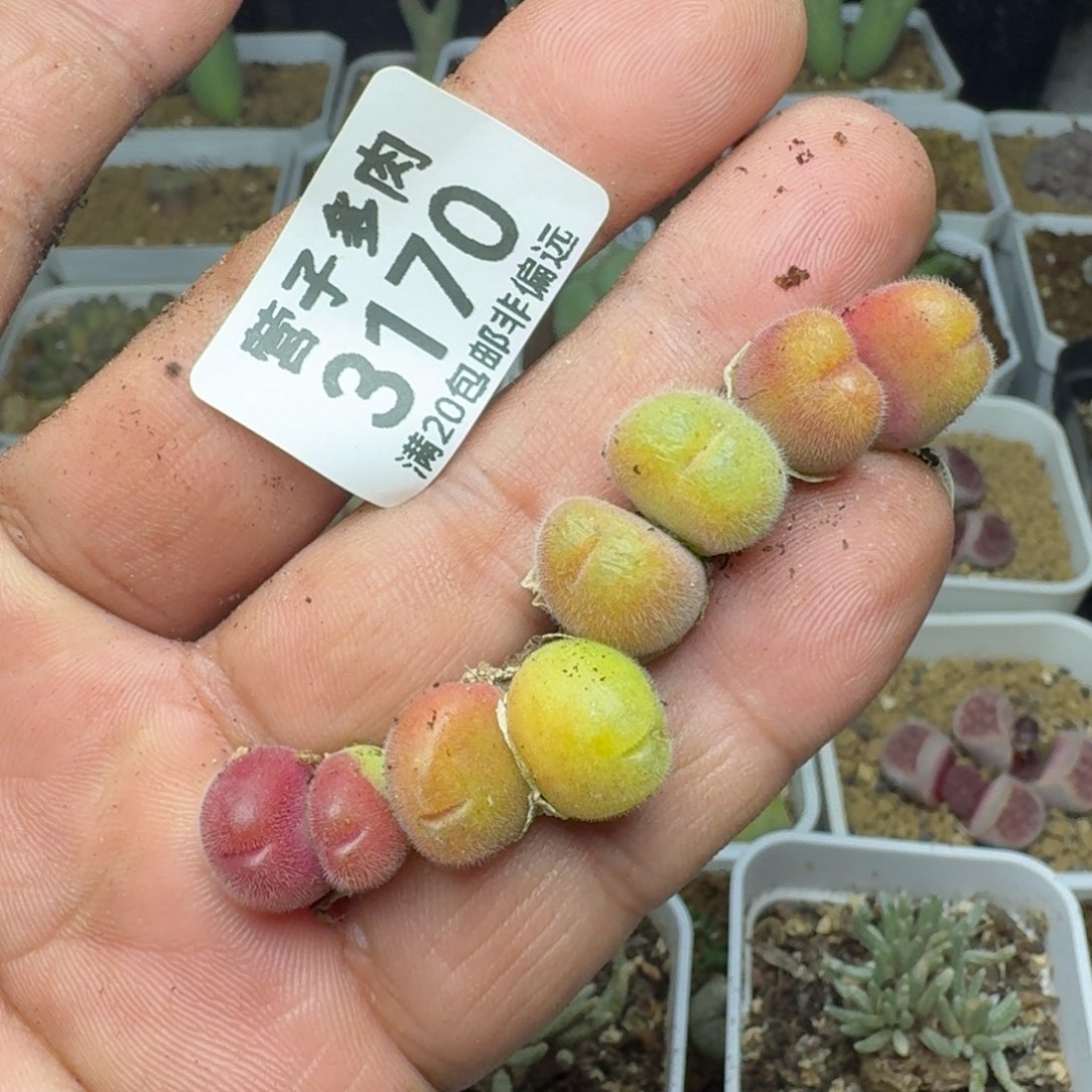 o***i长毛4颗双头。         