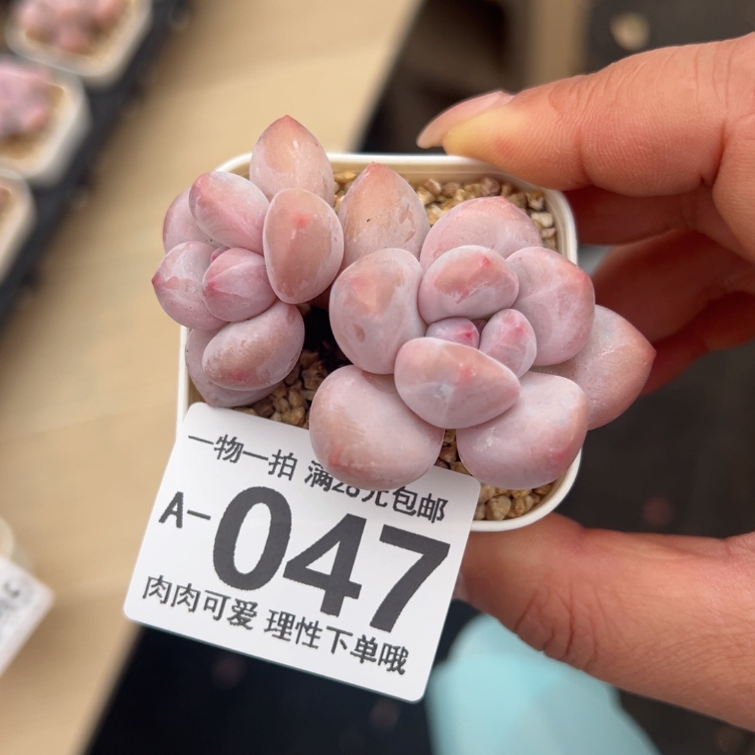 香水奶多肉多肉多肉多肉多肉