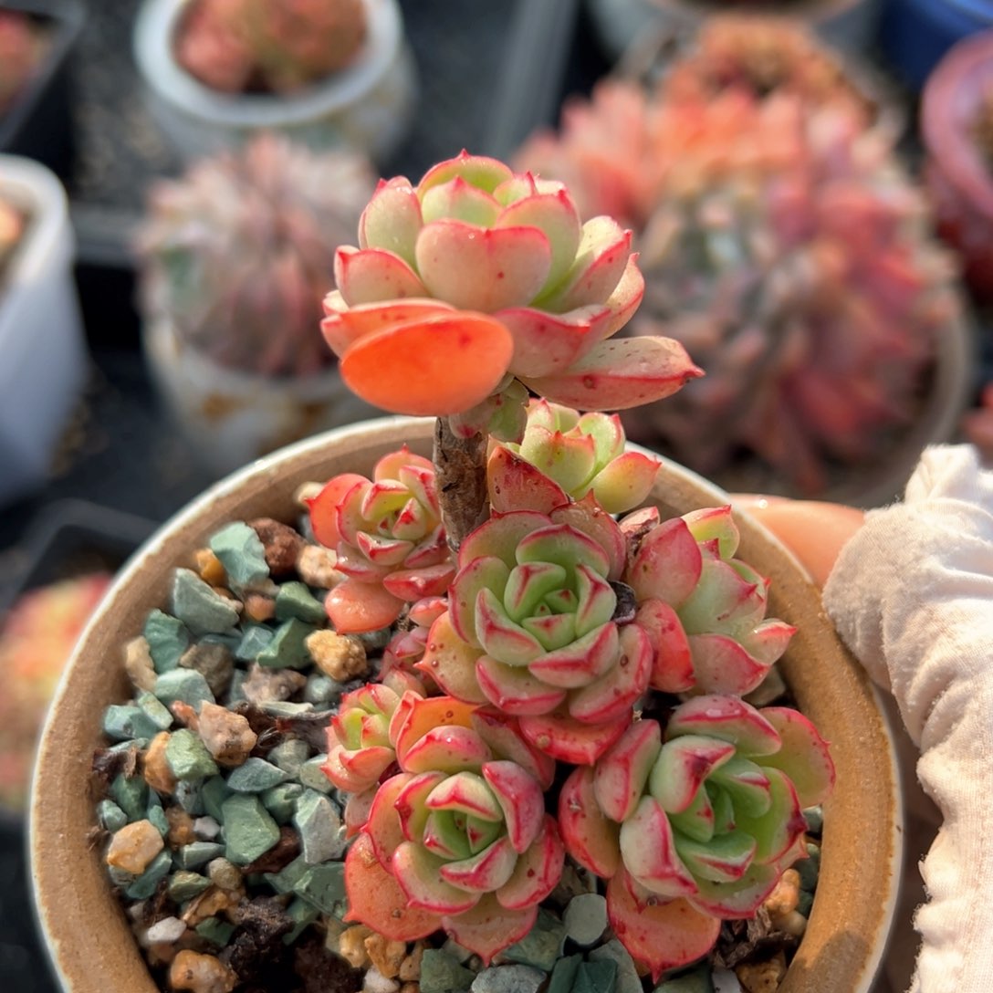 红化妆（满38包邮）多肉