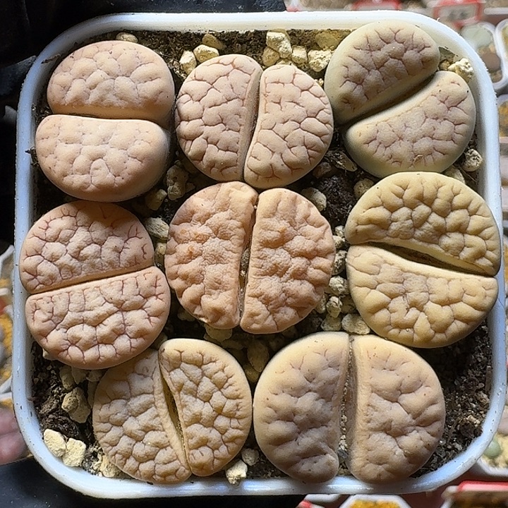 生石花1111222。   85