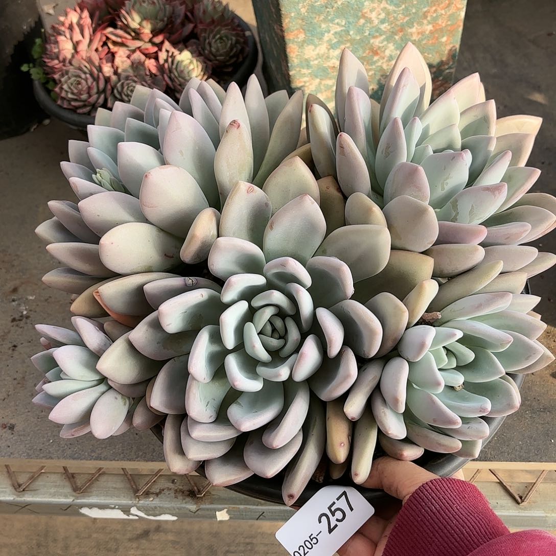 同温层多肉奥普257