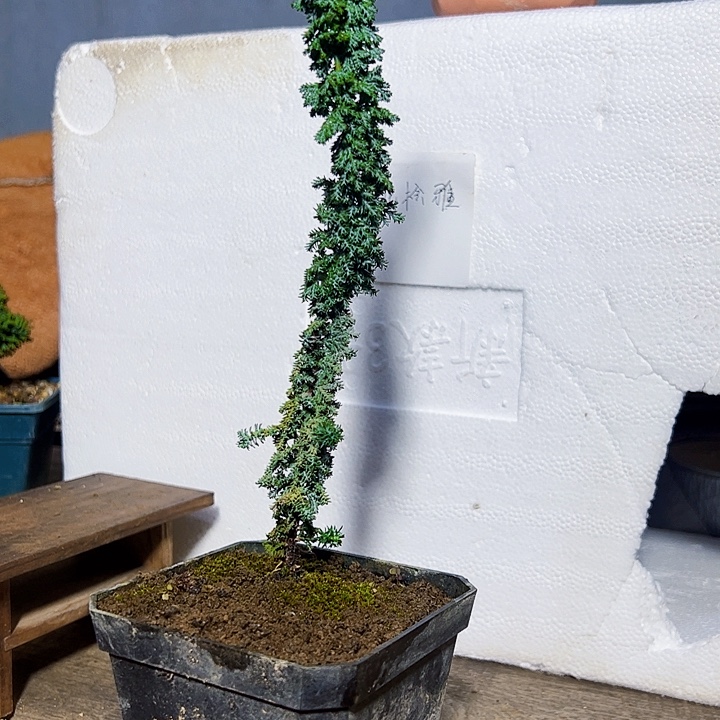 心***了无花朵一颗石化桧雅！