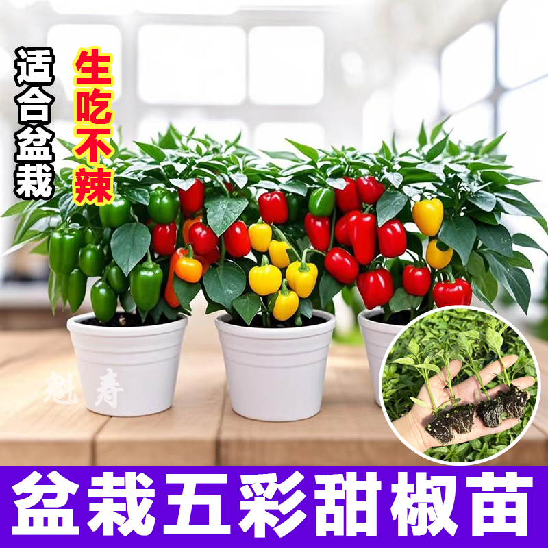 山东寿光五彩甜椒王红黄绿紫甜椒秧苗四季盆栽太空椒水果方椒种子