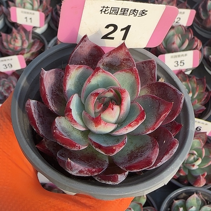 21 惊鸿仙子多肉植物6-9cm