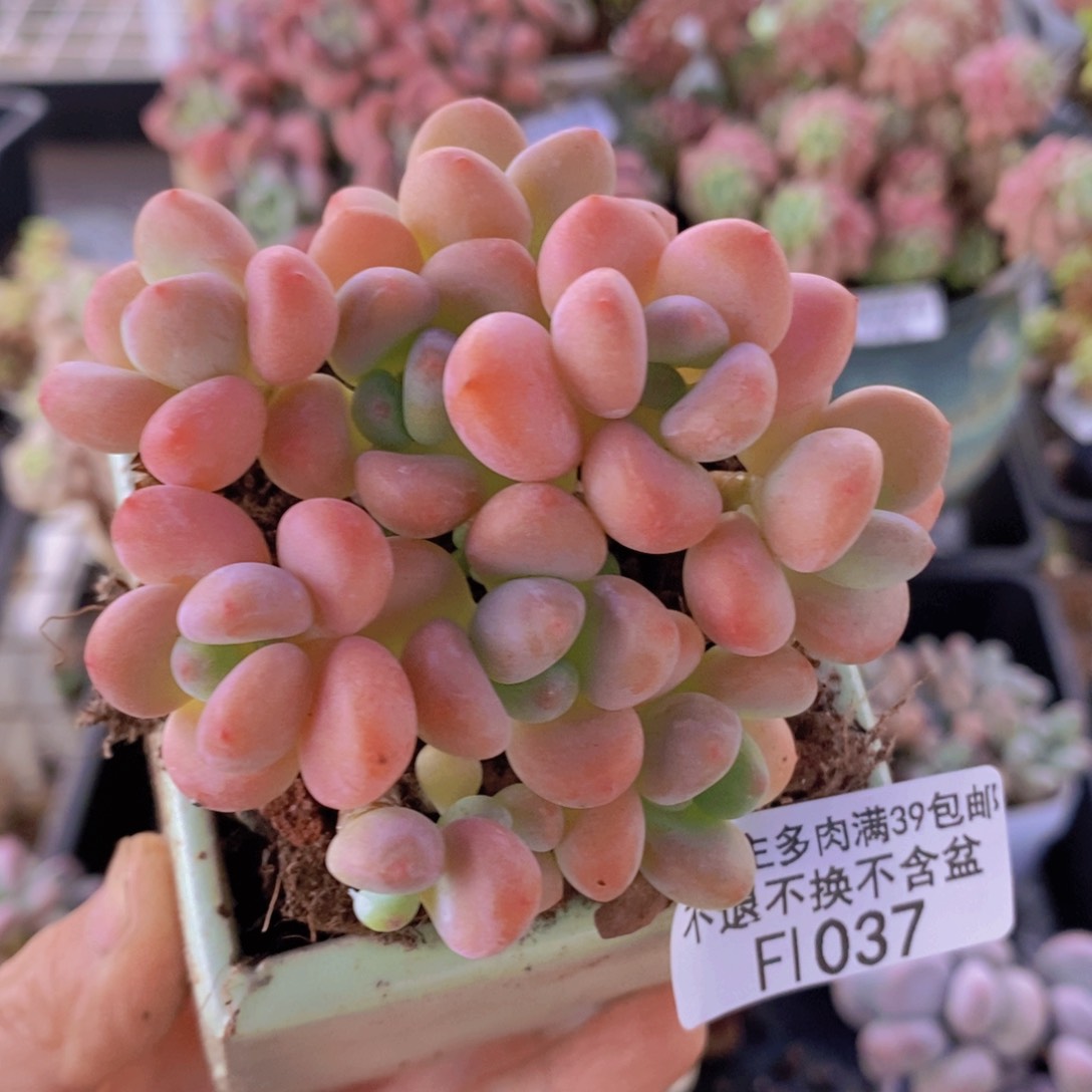 橘子香水洛神7cm1037多肉