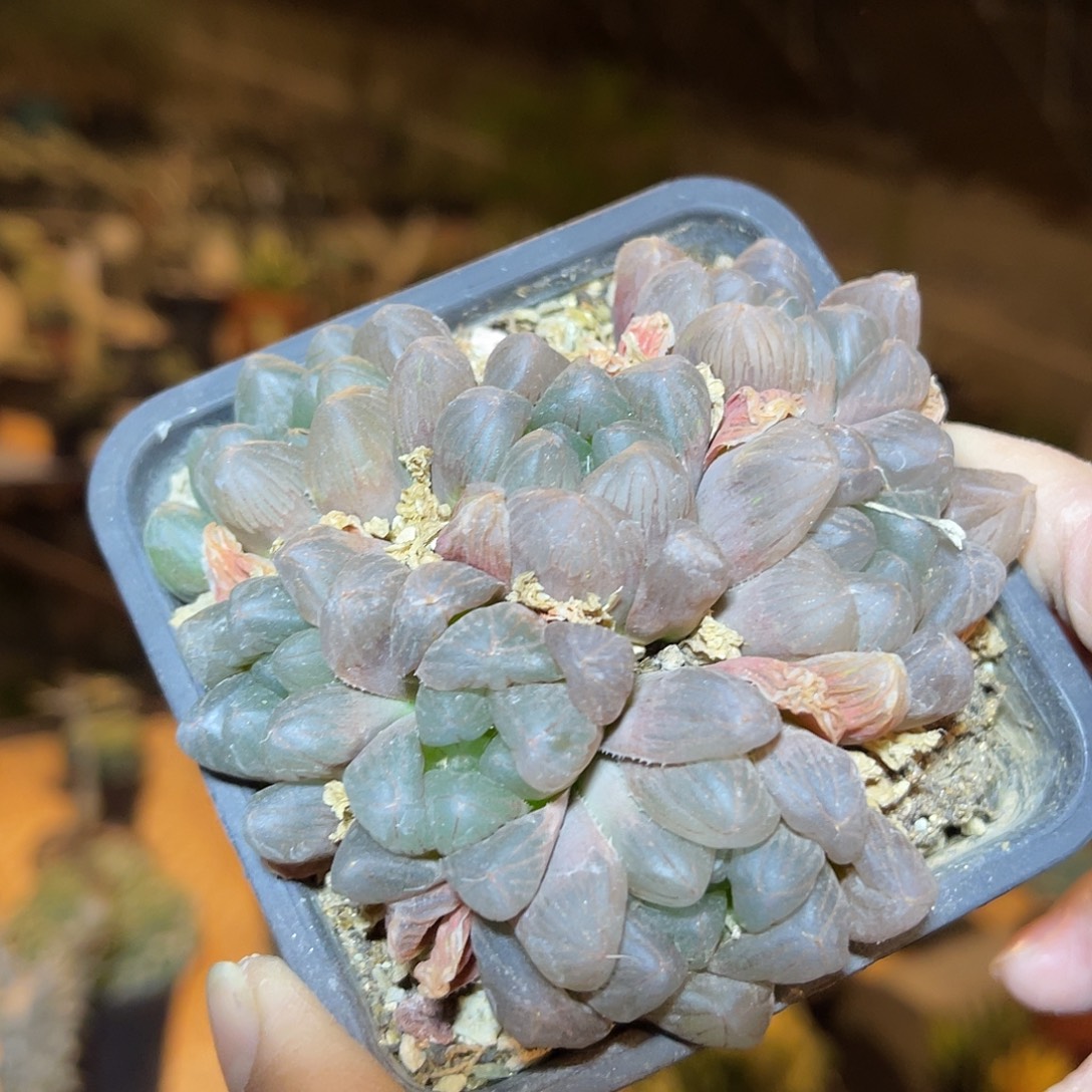 玉露大群一物一拍