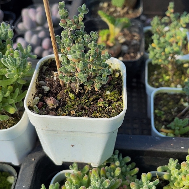 赖斯枝干带盆土发