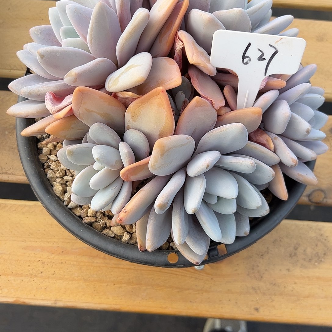 627粉兔。多肉。        