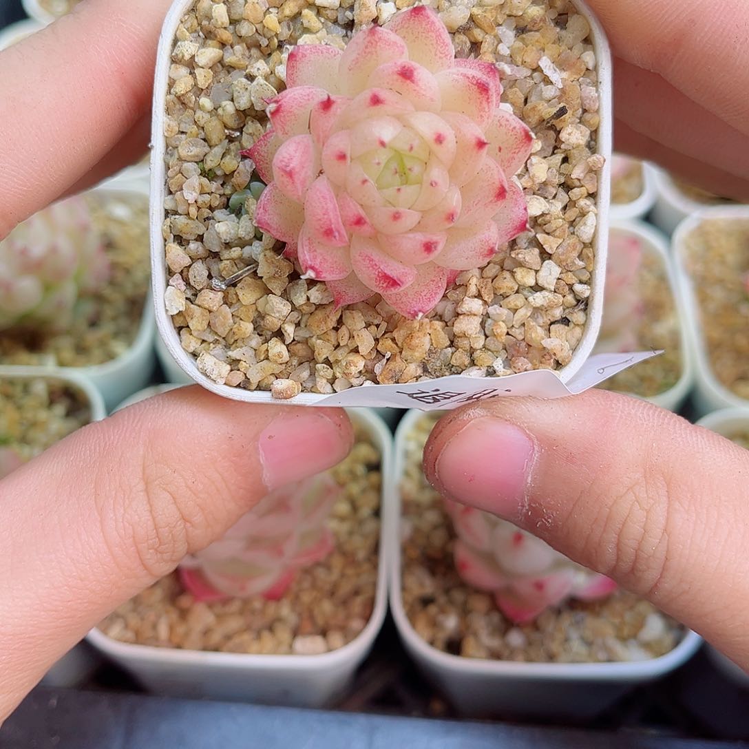 1-742 新疆西藏内蒙不发12.8包邮2-3公分多肉