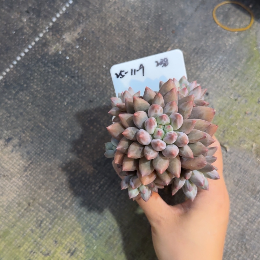 小***粒一物一拍2025-11-9红蜻蜓238