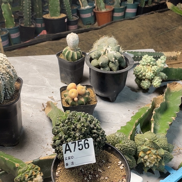 完全开放756哥斯拉群
