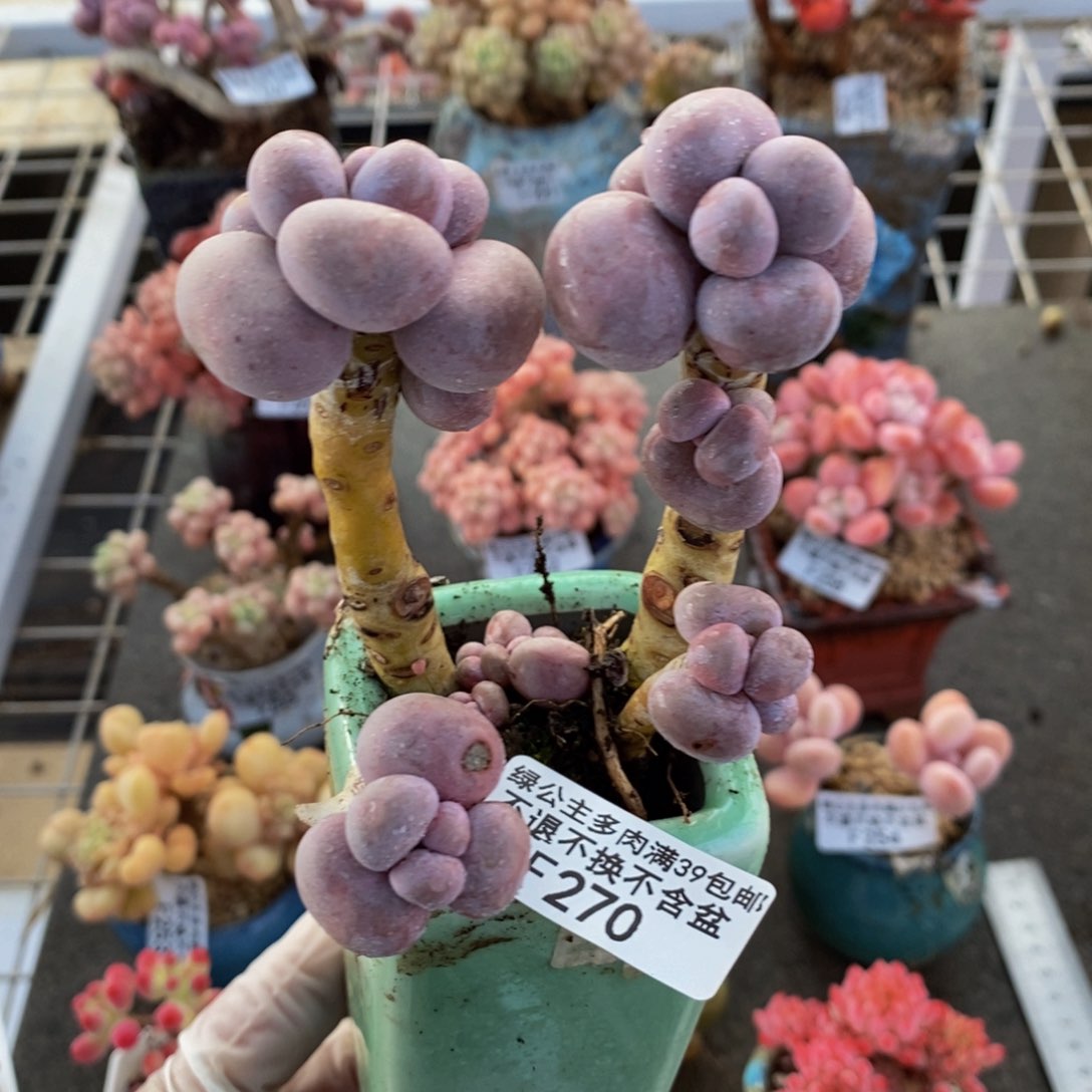 芭比奶酪270/8c m