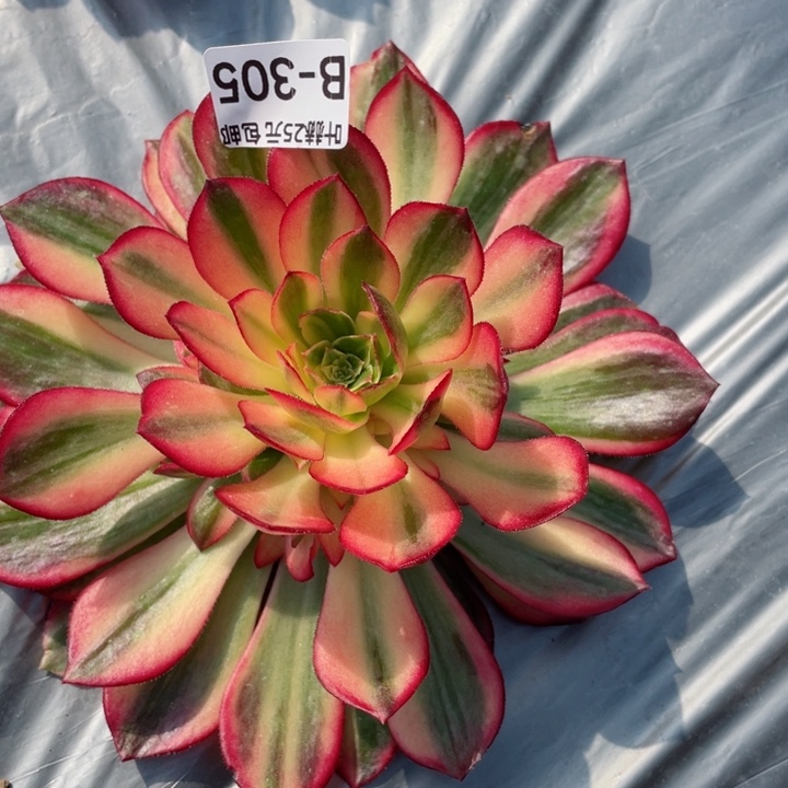 305黑膜锦多肉12345678