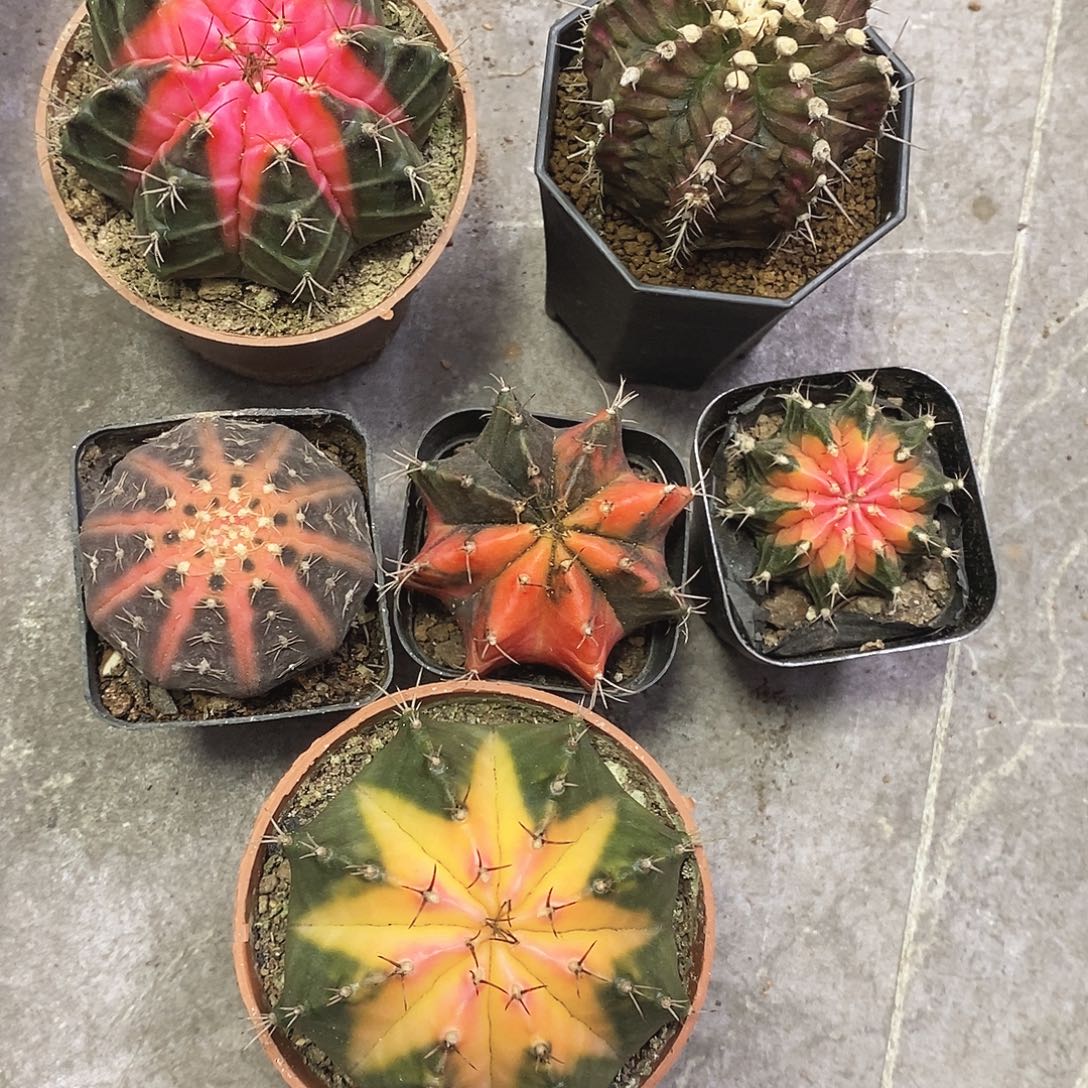 用***8一物一拍八颗仙人球