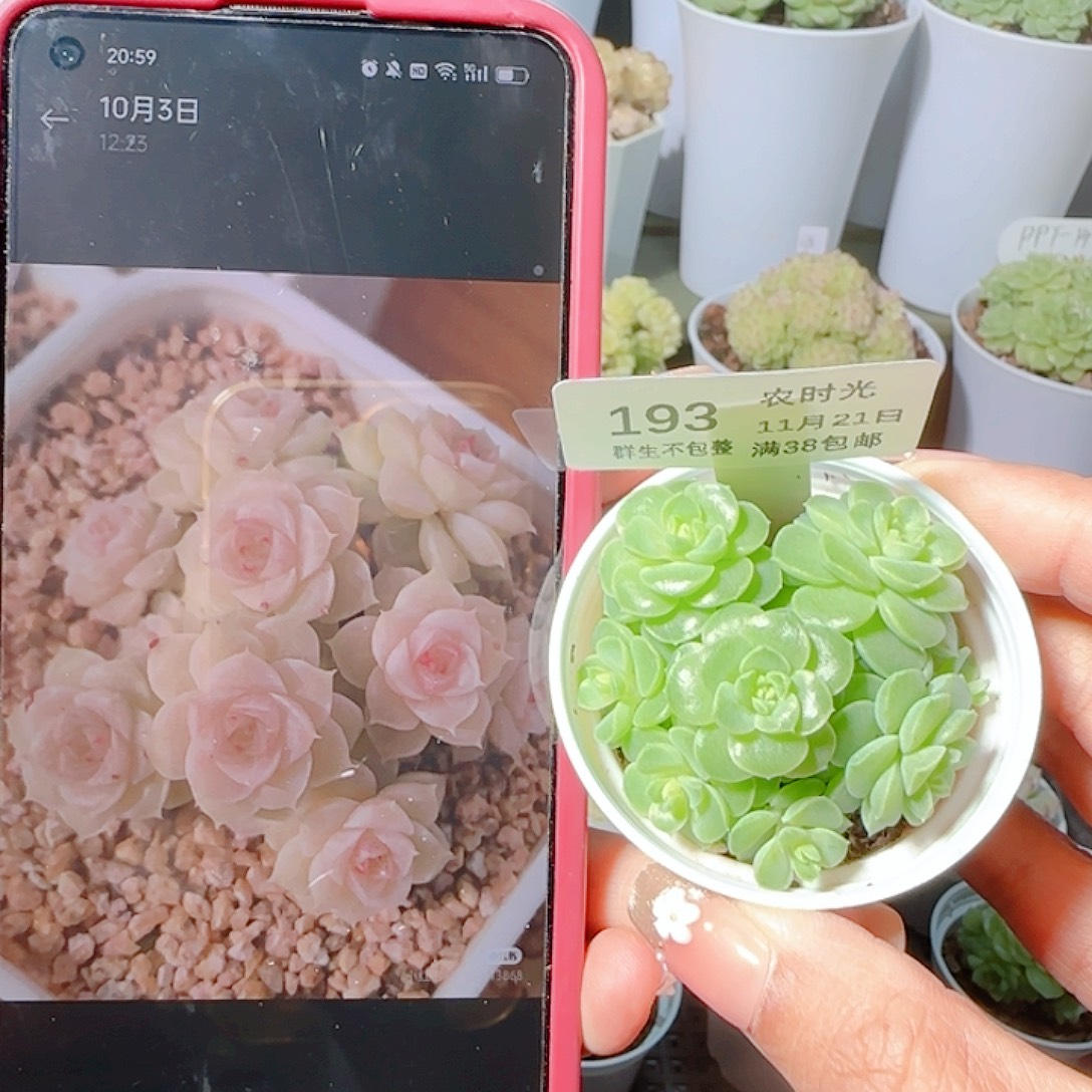 雪***子1121-193xpp-242麦杆