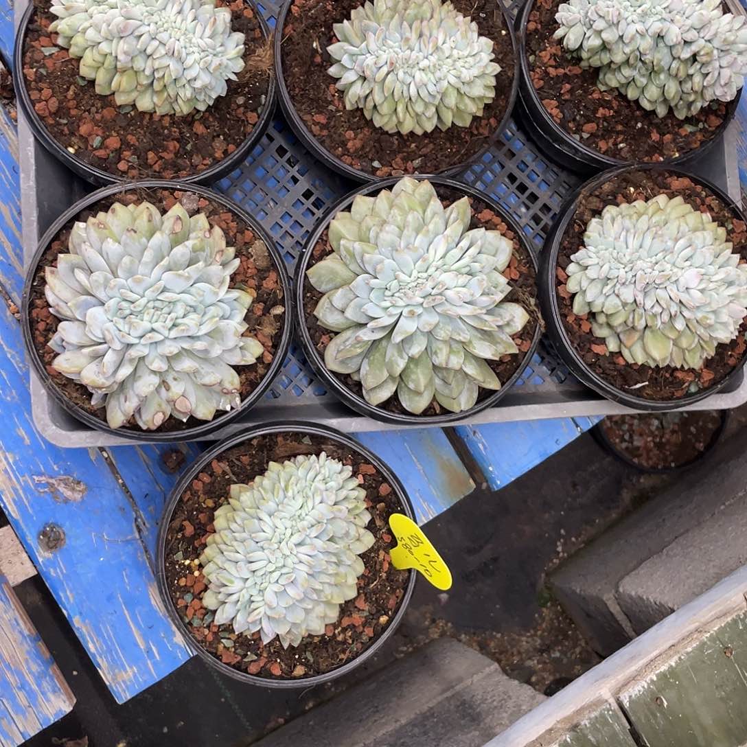 蓝***蓝星影缀化10个。       