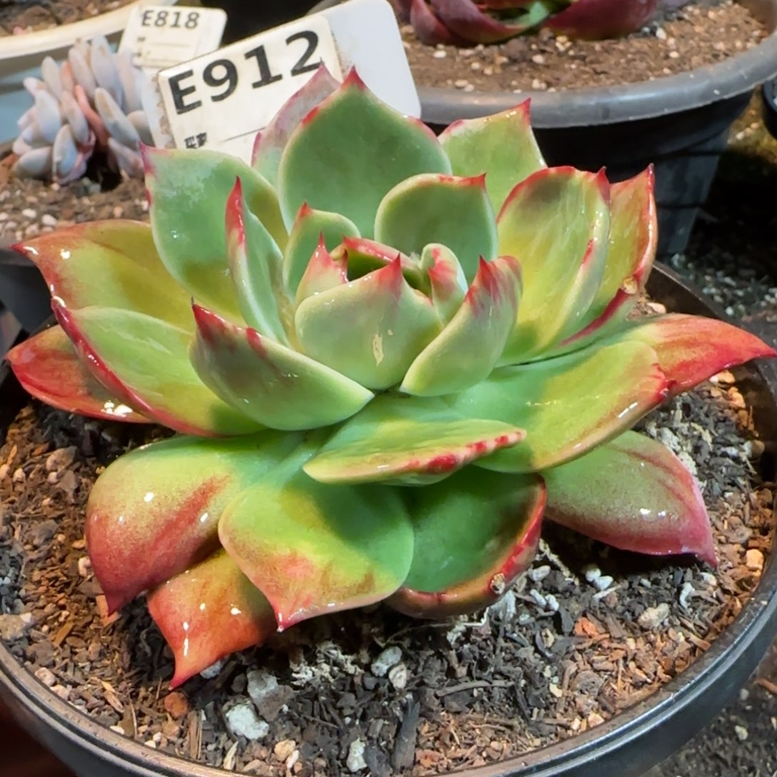 惊鸿一物一拍包装收缩花旱912