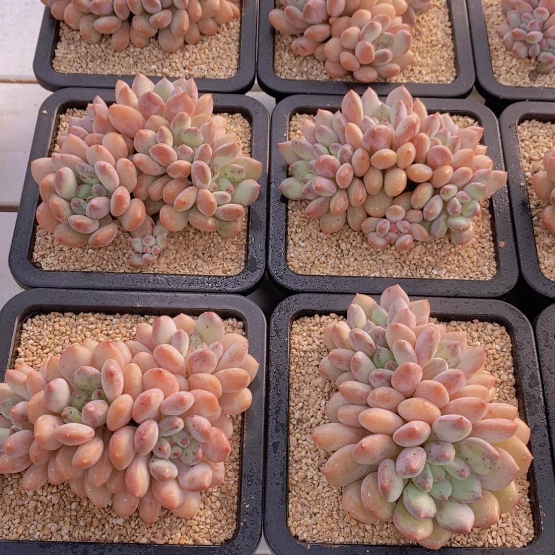 量拍25号 母本塞尔达公主群一个