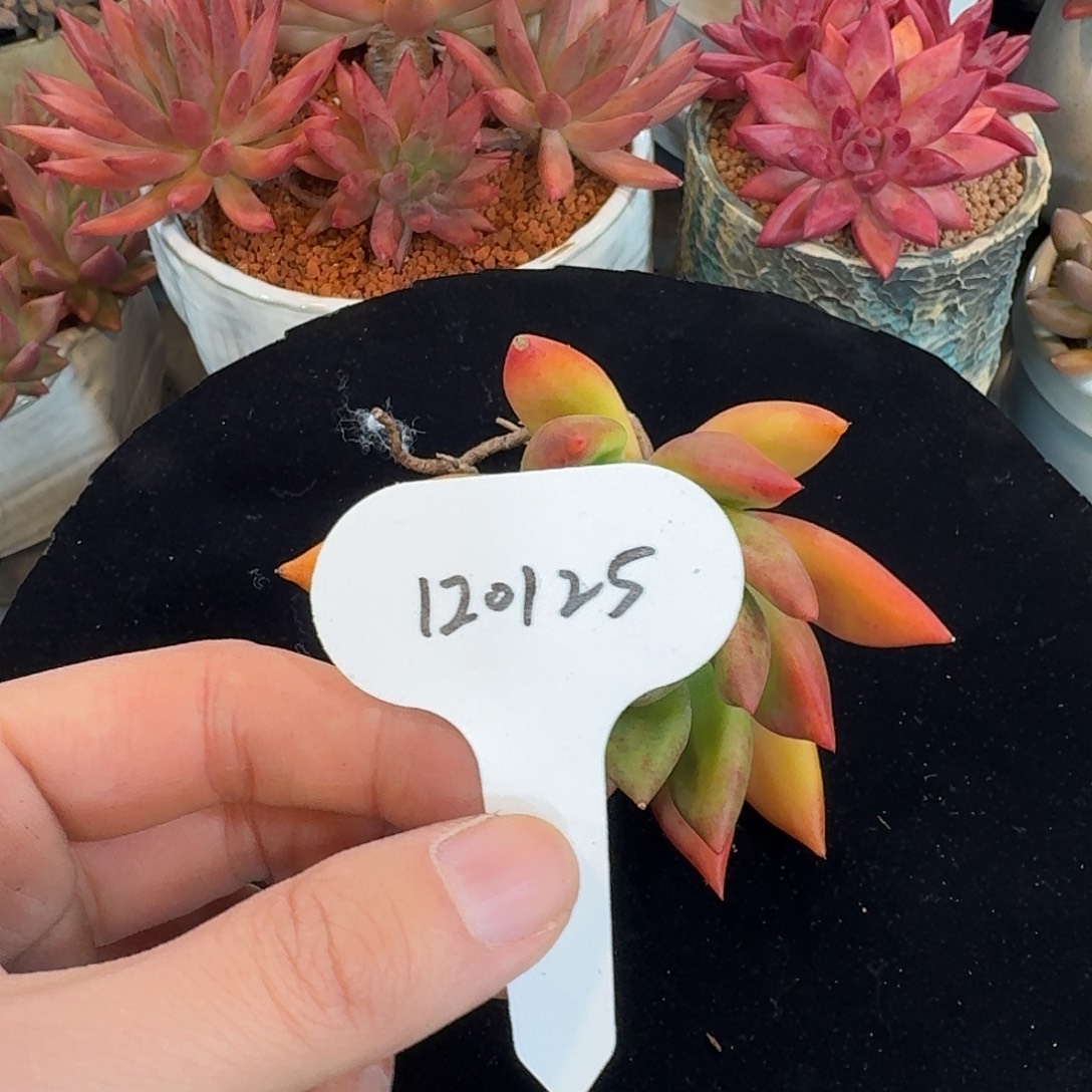 精品多肉植物120125