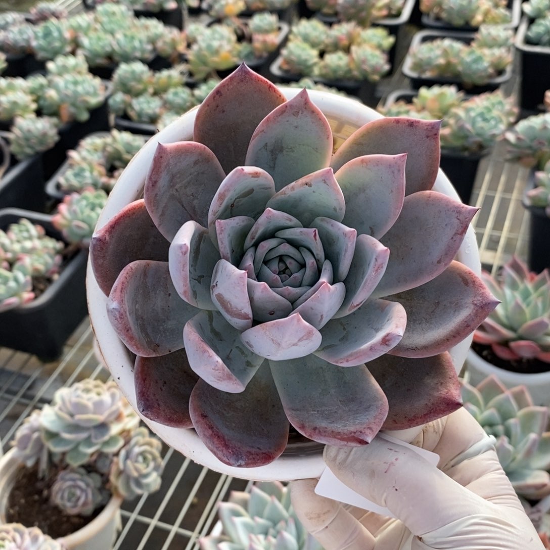 654野卡单头一物一拍