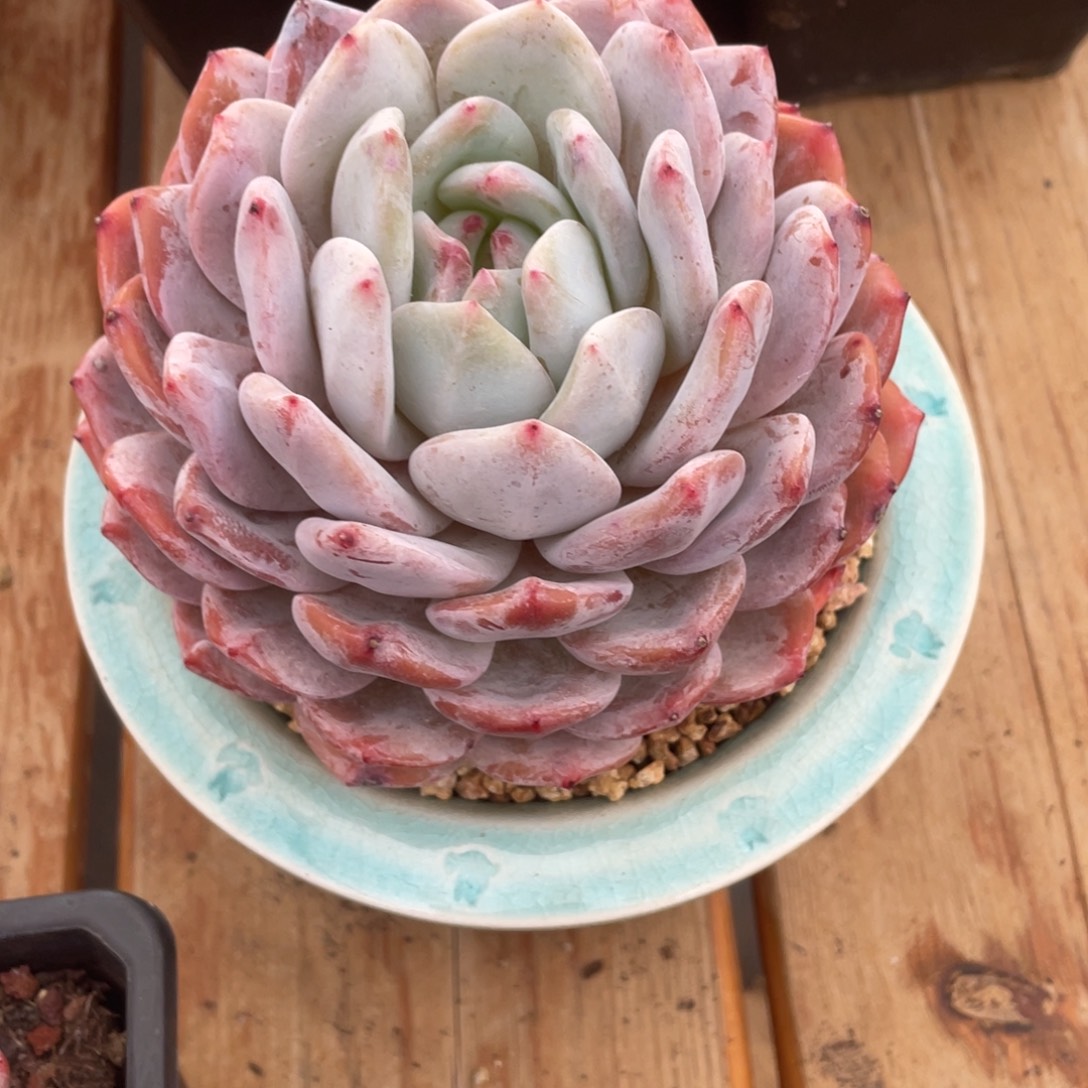 啊***东橙子一物一拍链接