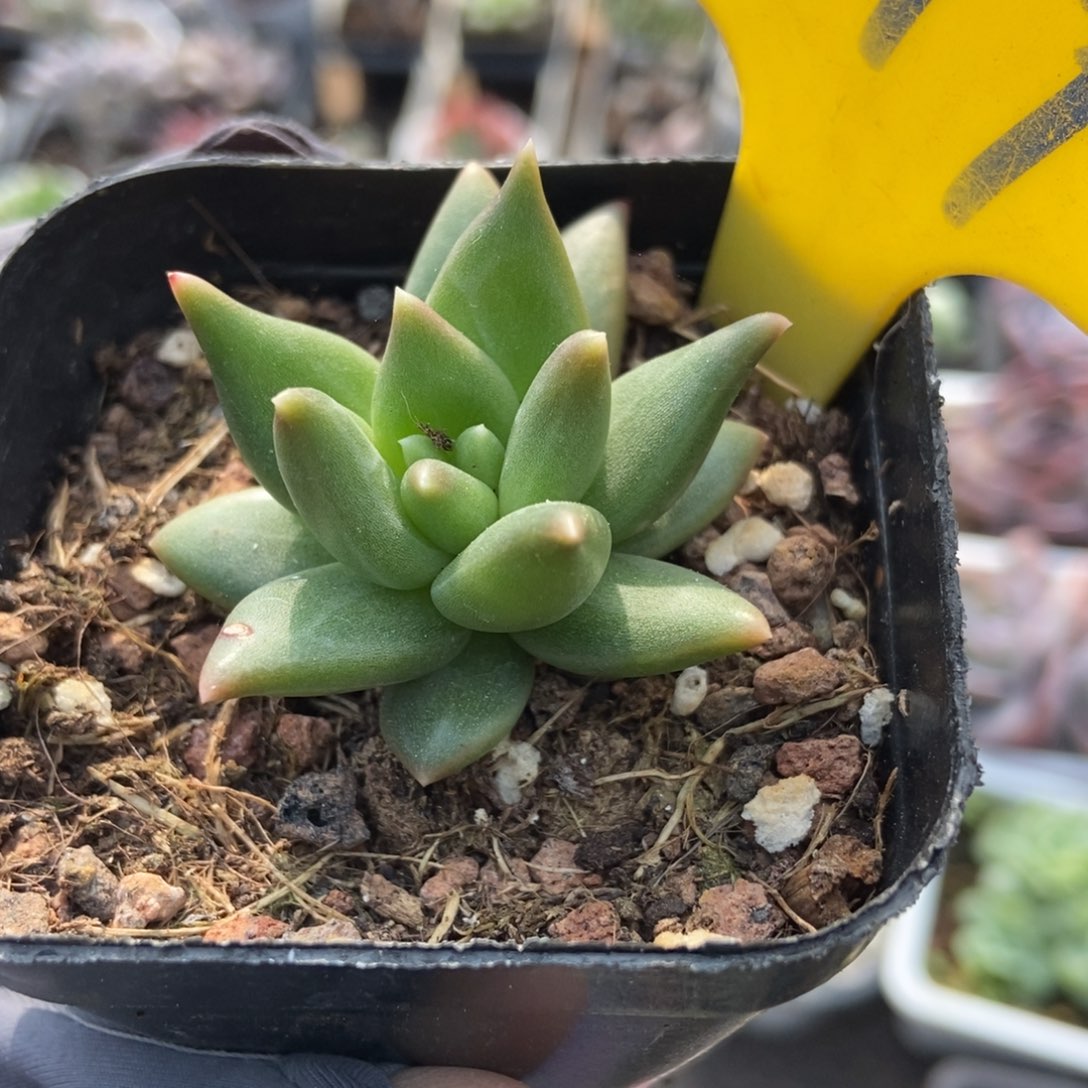 879布丁多肉植物多肉