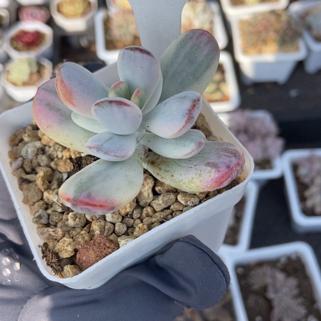 160福娘多肉植物保护