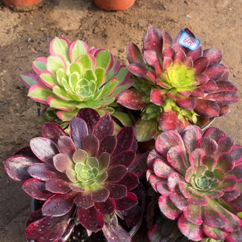 640多肉植物组合