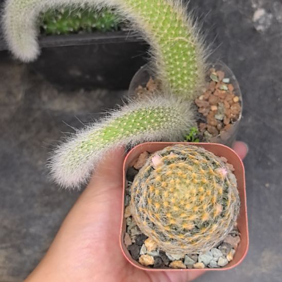 实生明星直径4+自根九尾狐带盆土