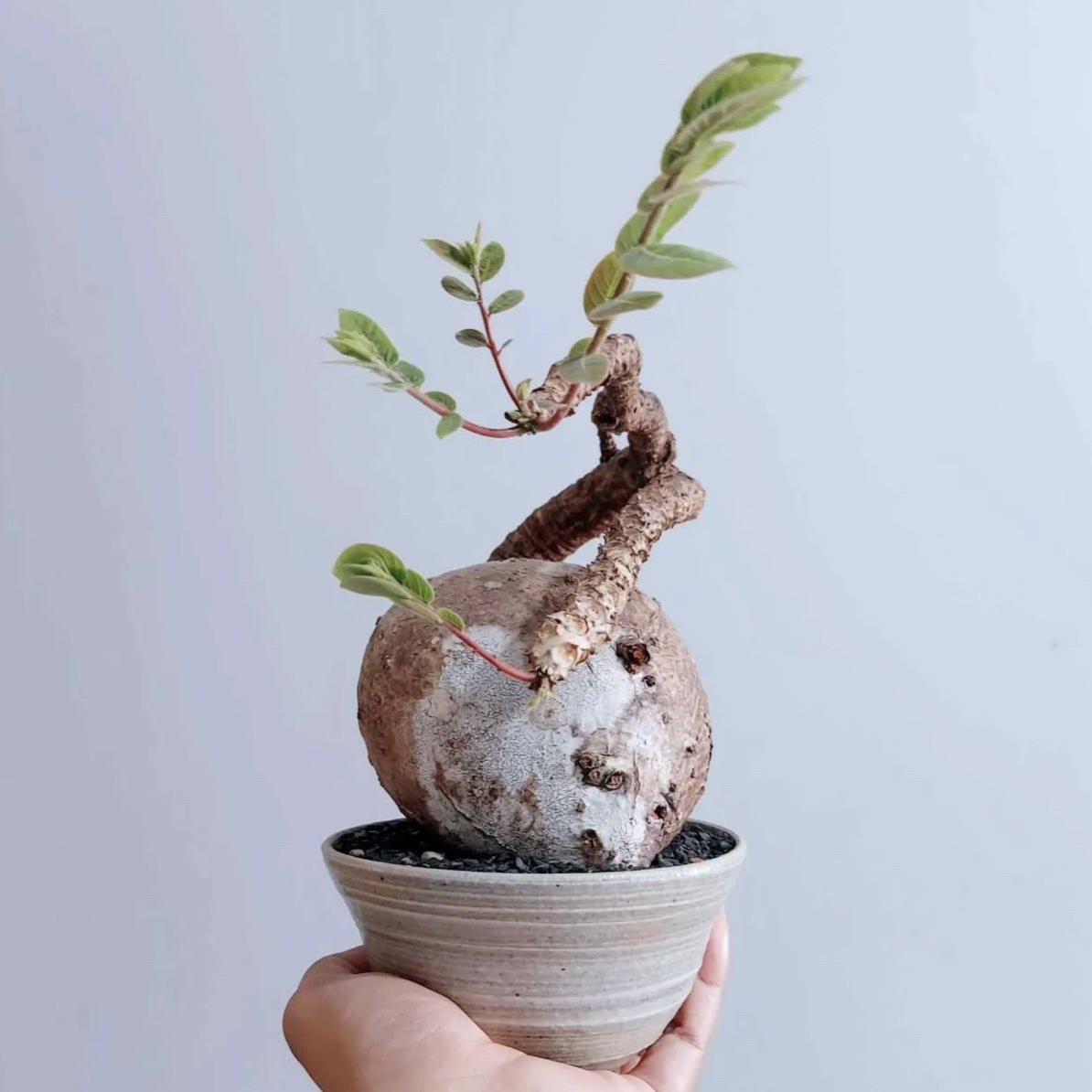 奇异油柑天使之翼盆景phyllanthusmirabilis叶下珠块根植物盆栽花