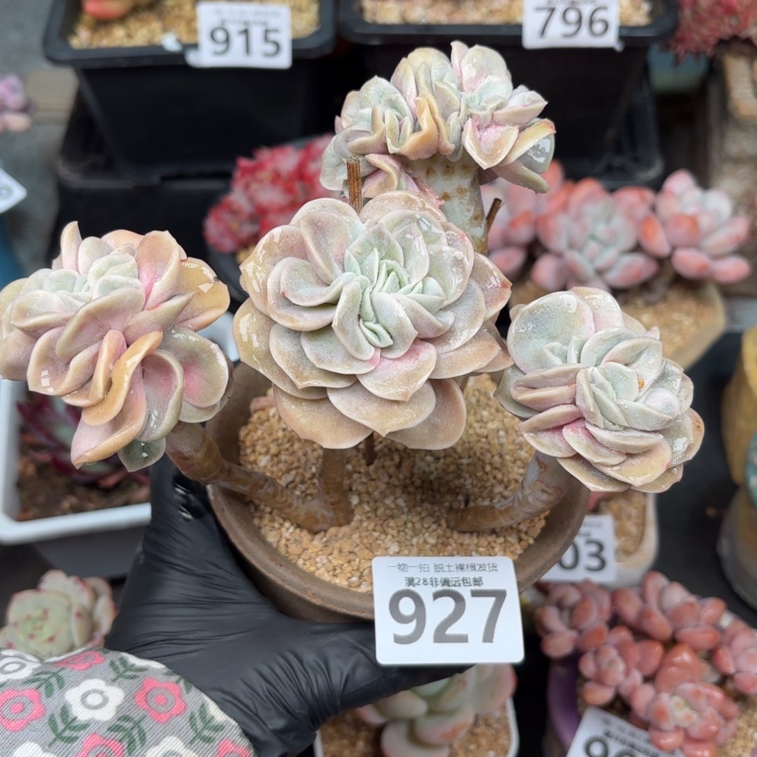 可爱玫瑰缀无盆土发货