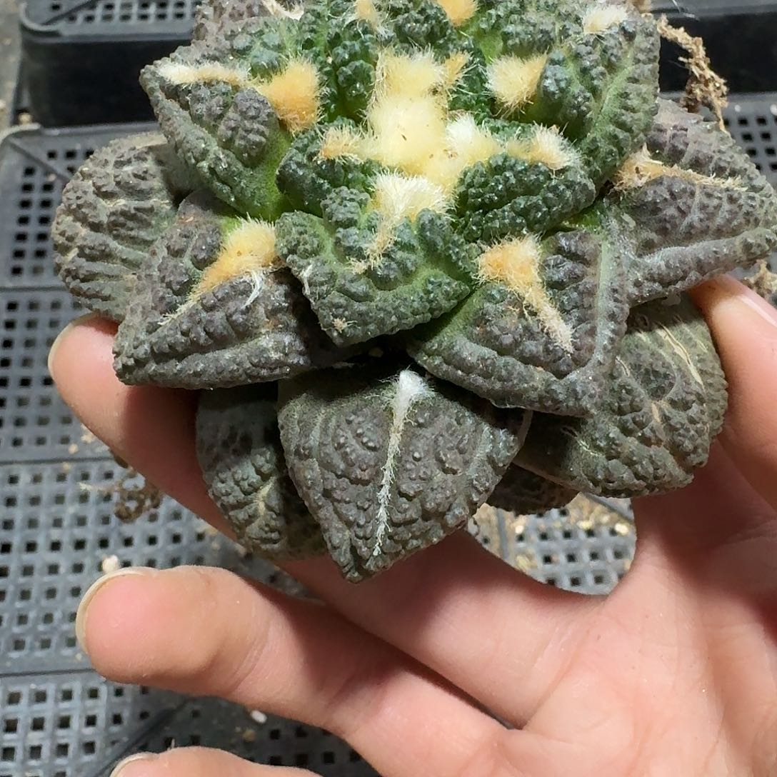 702号仙人球紫皮龟