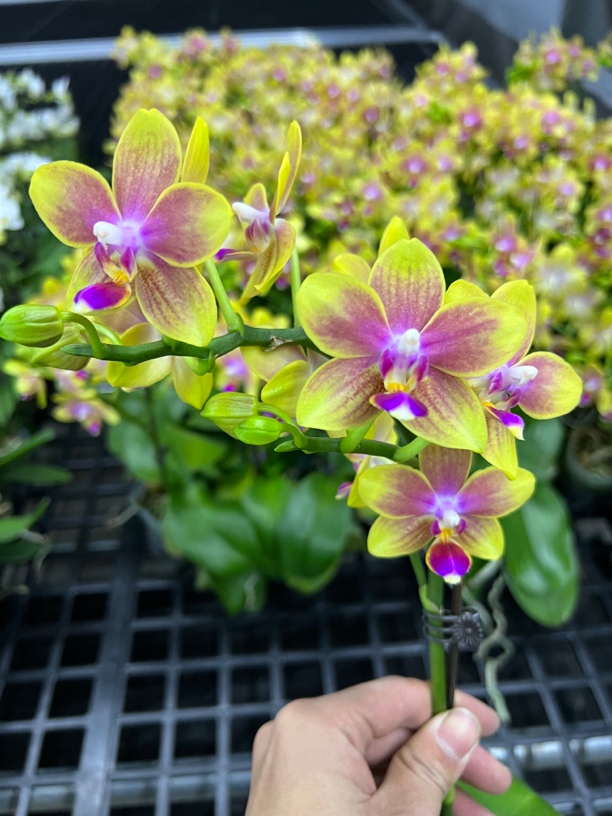 富豪优选（金树二代）蝴蝶兰花期长好养护